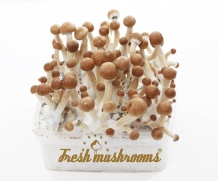 100% MYCELIUM XL McKennaii | Paddo Growkit 2100cc